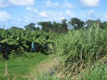 Canne à sucre et bananeraies - les principales productions agricoles de la Martinique