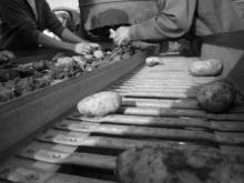 Les jeux de la faim